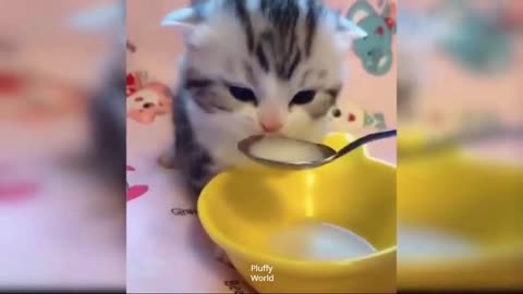 Funny Cats And Dogs React To Foods | Pluffy World