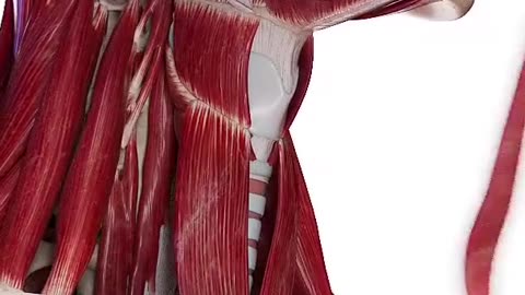 Anterior neck muscles