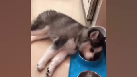 Cute Dogs doing Funny Things