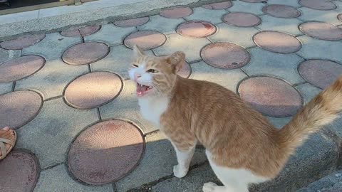 Ginger cat greeting me with her unique and cute meow