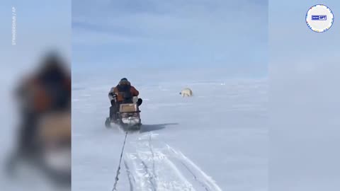 Polar bear runs next to, then goes after and narrowly miss snowmobile