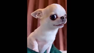 New Funny Animals Funniest Cats and Dogs Videos 😺🐶
