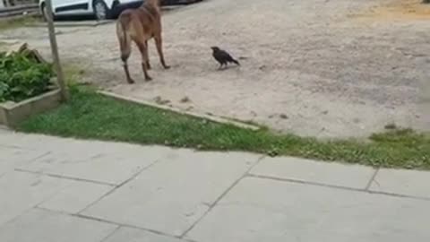 Dogs and Crow Form Unlikely Bond