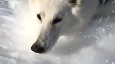 DOG Enjoying the winter season in snowy Switzerland 🐕🐕🐕