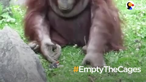Zoo Orangutan Rescues Drowning Bird | The Dodo