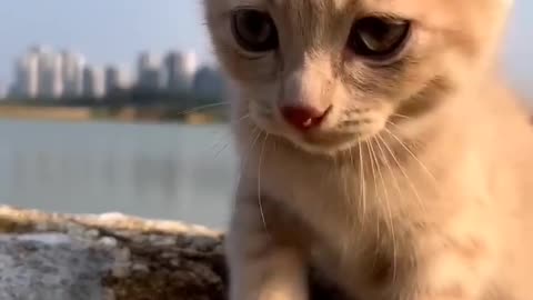 Most satsfying funny cat video 😂😂😂