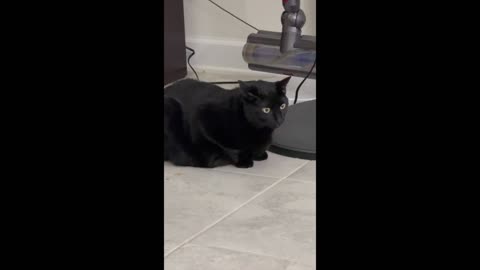 Adopting a Cat from a Shelter Vlog - Cute Precious Piper is Fun to Watch #shorts