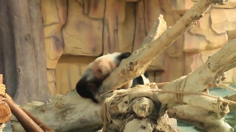 One day Giant panda