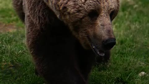 Brown bear