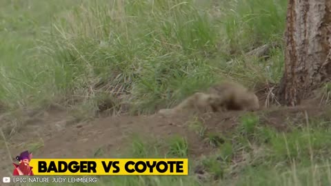 Unbelievable Honey Badger Attacks & Interactions Caught On Camera!