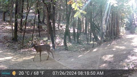 Mama Deer and Baby Zoomie Are Still Safe