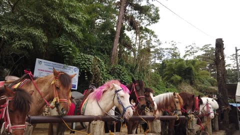 Baguio Horses