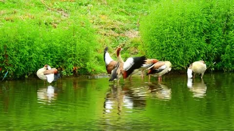 group of animals