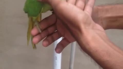 Parrot lover