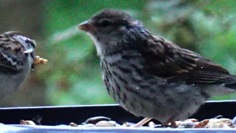 Chirping Sparrows Feeding