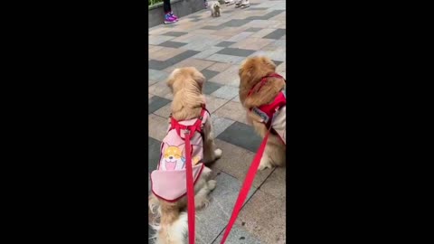 Best Funny Cute Twins Dog