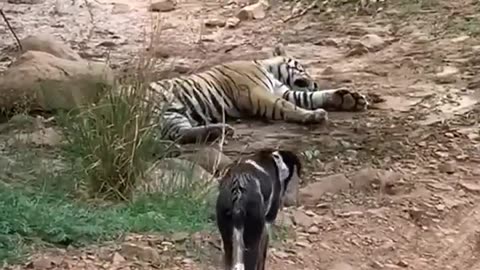 Tiger 🐯 🐕 dogy