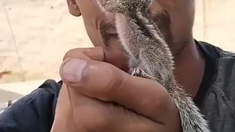 Baby squirrel feeding__