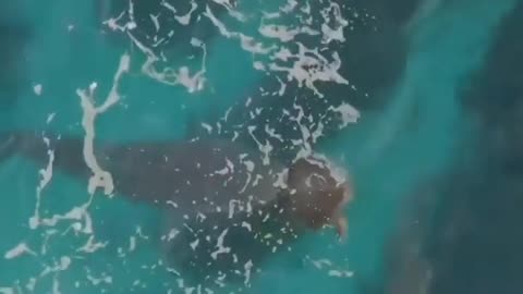 The turtle escapes from the shark