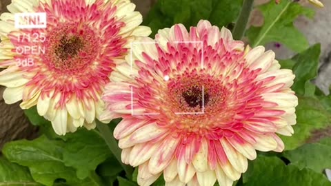 Gerbera #Nature #Flower #Bird