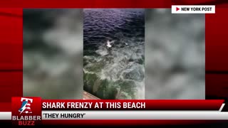 Shark Frenzy At This Beach