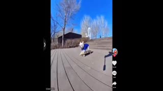 Dog Skate