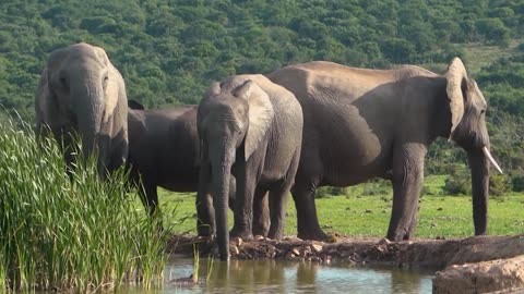 African forest Elephant