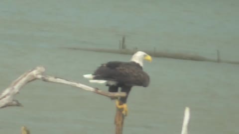 215 Toussaint Wildlife - Oak Harbor Ohio - Eagle Watching For Breakfast