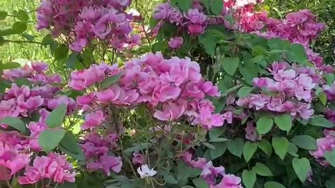 Bright and pretty pink flowers