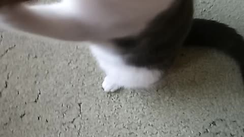 Kitten Smudge wanting petting.