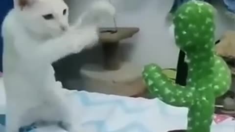 Funny Animals Video