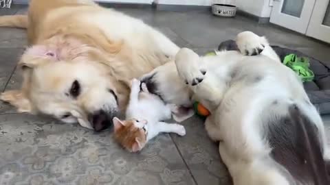 Kitten plays with Golden Retrievers