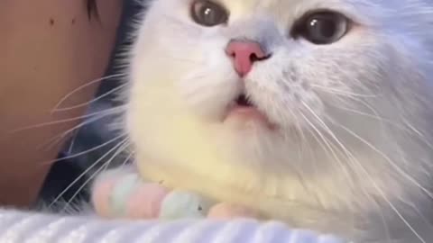 Cute cat