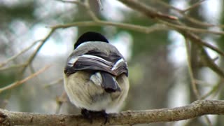 Chickadee