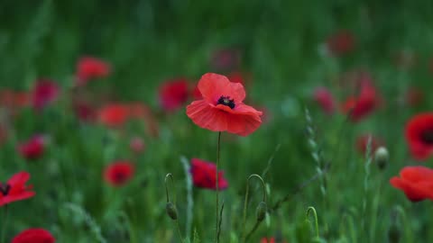 Red Poppy flower in the wind