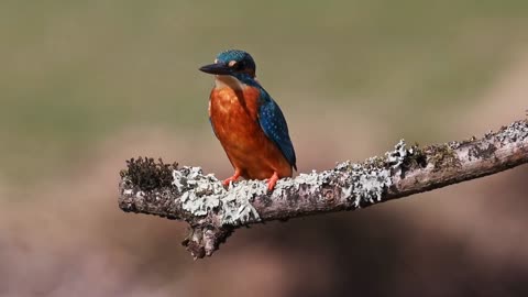 #kingfisher/beauty of nature/kingfisher in Amazon Rainforest.