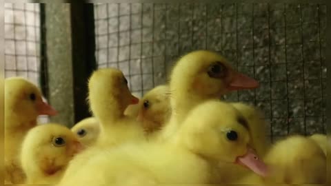 Cute Little Baby Ducks Group Of Baby Ducks