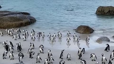 The beauty of Boulders beach, this is a popular place because of the colony of african penguins