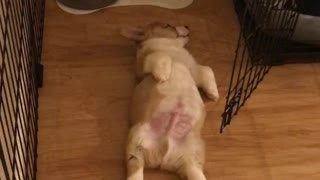 Corgi puppy perfectly demonstrates Monday morning blues