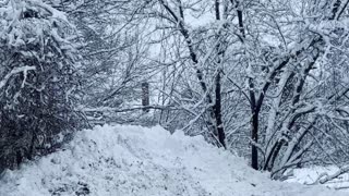 Outside my dog 🐕 Naikneesha snow ❄️ storm no that bad Cohoes New York no lot snow ❄️ good