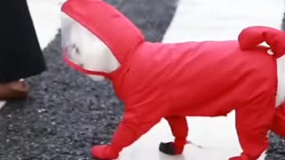 Dog Rain coat, to buy products go to description