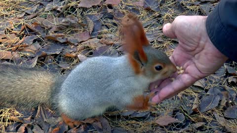 hand-fed squirrel in siberia