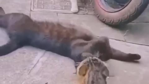 Funny Cats🐱 and Dogs 🐶 Funniest Animal Videos 2023