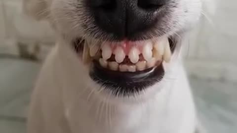 Funny Dog Can Smile - He Has Better Teeth Than Me