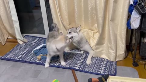 1-Little Husky never gets tired of playing 😍