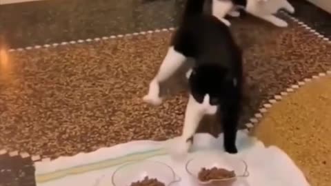 Funny cats videos compilation