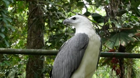 Symphony of the Forest: The Enchanting Melodies of Singing Birds"