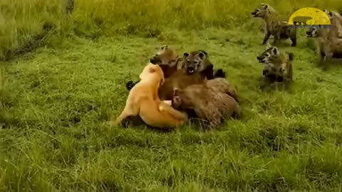 When Lions Are Humiliated By Their Prey