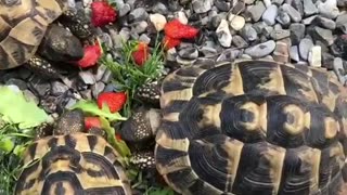Beautiful Turtles