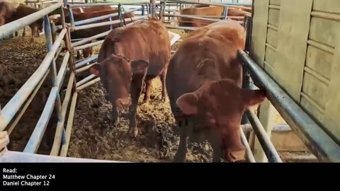 Red Heifers | Are Five Red Heifers Almost Ready? Have the Preparations Been Made to Build the Third Temple? What Is the Significance of the Red Heifers?